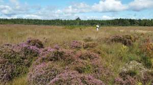 Working on a Forestry Commission contract to help with heathland restoration in Dorset