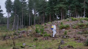 Chemical weeding plantations for the Forestry Commission in Wareham, Dorset