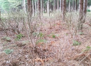 Success from the previous years efforts to eradicate rhododendron