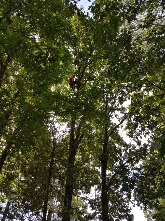 Arborist Peter Hart tree climbing