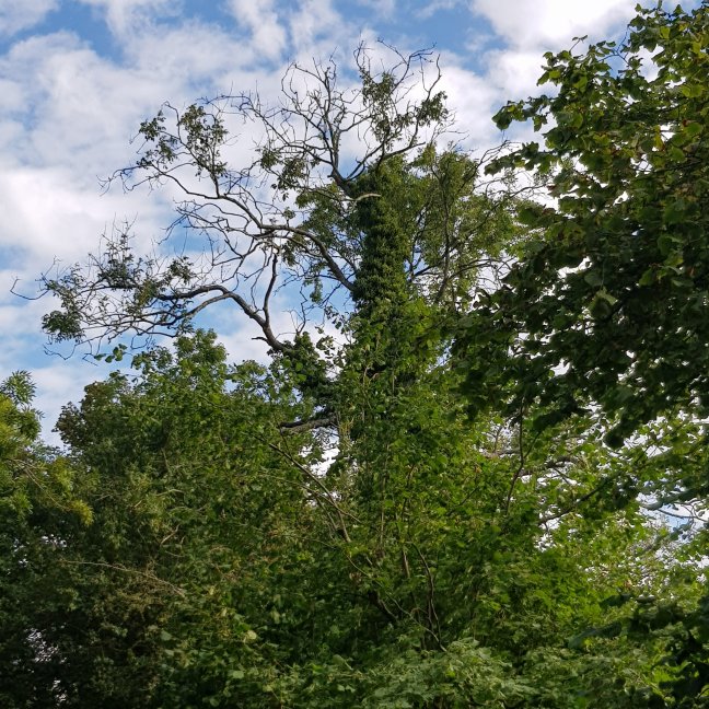 Ash tree showing clear signs of die back
